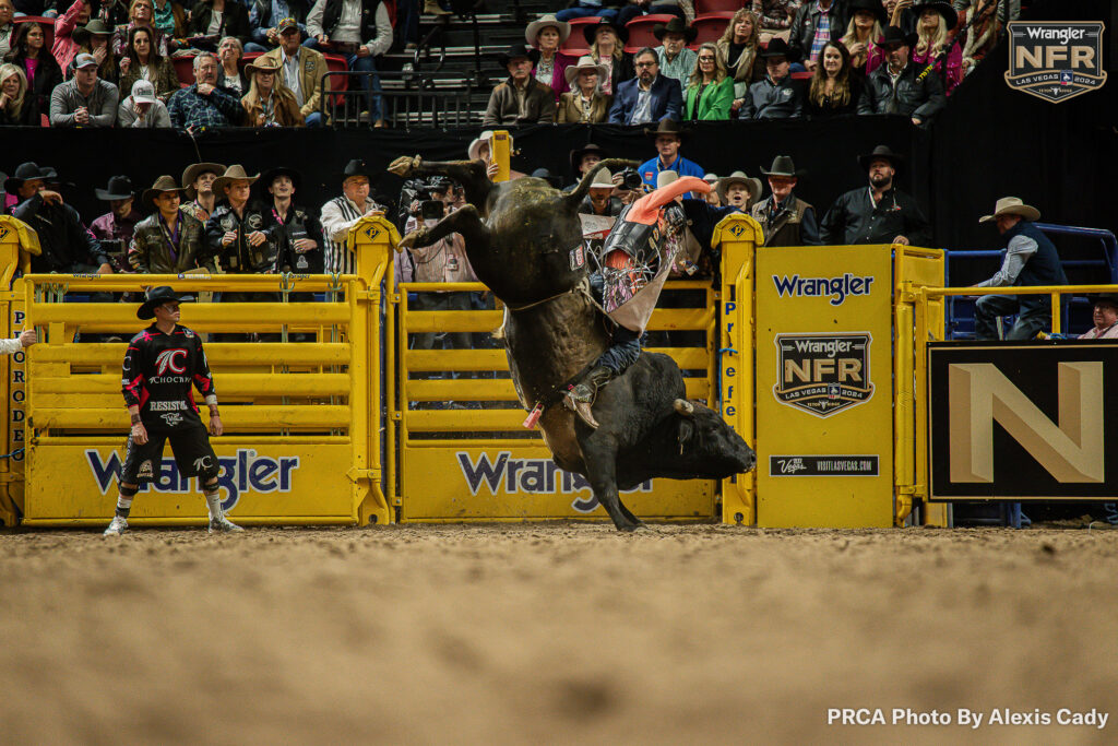 Duane Kesler Championship Rodeo's Rodger's Red Angus Chester (bucked off WNFR rookie Jace Trosclair Round 5). PRCA photo by Alexis Cady