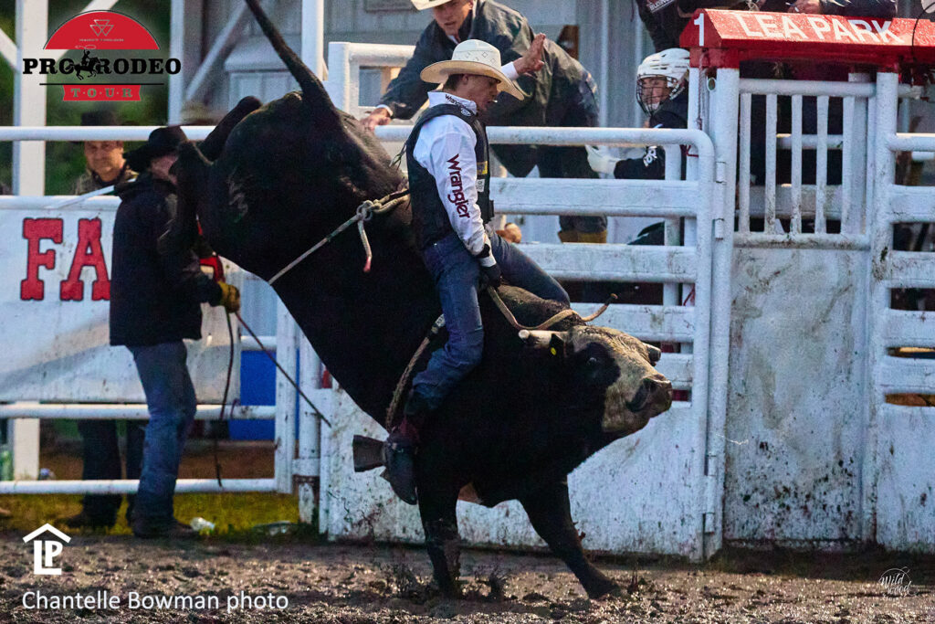 Grady Young & Macza Rodeo’s 199 Counting Sheep. 2026 Lea Park Rodeo photo by Chantelle Bowman